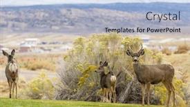  Presentation with deer - PPT layouts consisting of deer-in-the-beautiful-autumn background and a light blue colored foreground