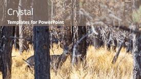  Presentation with deer - Slide set featuring deer-in-the-beautiful-autumn background and a  colored foreground