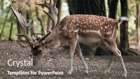  Presentation with zoo - Presentation theme having deer-in-the-forest-animal background and a gray colored foreground