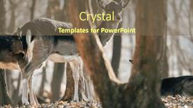  Presentation with deer - Slide deck having deer-in-the-forest-wildlife background and a violet colored foreground