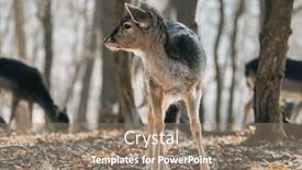  Presentation with deer - 