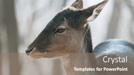  Presentation with deer - 