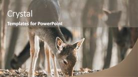  Presentation with deer - 