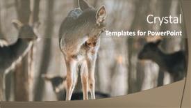  Presentation with deer - 