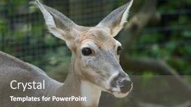  Presentation with deer - Beautiful presentation theme featuring deer-in-the-forest backdrop and a gray colored foreground