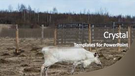  Presentation with lichen - Colorful slide set enhanced with deer-in-the-pasture-eating backdrop and a gray colored foreground