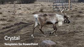  Presentation with lichen - Presentation design consisting of deer-in-the-pasture-eating background and a dark gray colored foreground