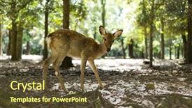  Presentation with whitetail deer - Theme with deer in wild background and a tawny brown colored foreground