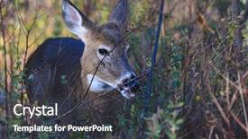  Presentation with whitetail deer - Audience pleasing slide deck consisting of deer in winter forest backdrop and a dark gray colored foreground