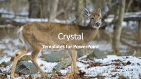  Presentation with whitetail deer - Cool new slide deck with deer in winter forest backdrop and a violet colored foreground