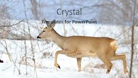  Presentation with deer - 