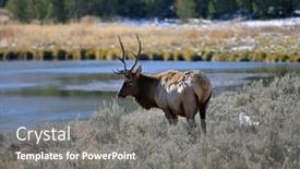  Presentation with yellowstone - Cool new PPT theme with deer-in-yellowstone-park backdrop and a gray colored foreground