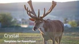  Presentation with deer - Presentation theme with deer-living-in-captivity-close background and a gray colored foreground