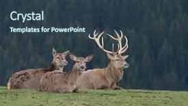  Presentation with deer - Amazing presentation theme having deer on meadow backdrop and a tawny brown colored foreground