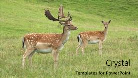  Presentation with deer - Beautiful slides featuring deer on natural background backdrop and a yellow colored foreground