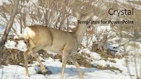  Presentation with deer - PPT theme enhanced with deer outdoor in winter background and a  colored foreground