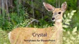  Presentation with indonesian forest - Colorful slides enhanced with deer over the forest background backdrop and a yellow colored foreground