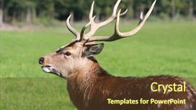  Presentation with deer - Cool new theme with deer portrait on natural background backdrop and a tawny brown colored foreground