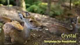  Presentation with deer - Slide deck with deer relaxing on the ground background and a tawny brown colored foreground