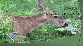  Presentation with deer - Amazing PPT layouts having deer resting on grass backdrop and a seafoam green colored foreground