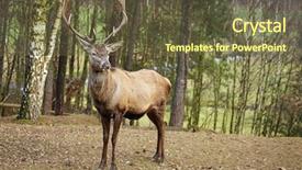  Presentation with deer - Beautiful slide set featuring deer stag in forest backdrop and a tawny brown colored foreground