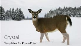  Presentation with deer - Presentation having deer-walking-in-a-snow background and a sky blue colored foreground