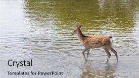  Presentation with algal bloom river has intensive - Slide set having deer walking in the river background and a  colored foreground