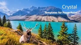  Presentation with antlers - Colorful slide set enhanced with deer-with-branched-antlers backdrop and a teal colored foreground