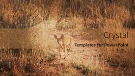  Presentation with deer - 