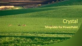  Presentation with deer - PPT layouts featuring deers - wild roe deer background and a tawny brown colored foreground