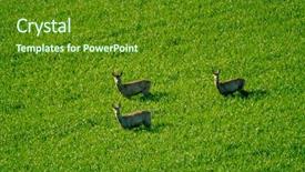  Presentation with field - Theme featuring deers graze in a field background and a tawny brown colored foreground