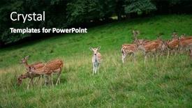  Presentation with grazing - Beautiful PPT layouts featuring deers-grazing-on-the-grass backdrop and a black colored foreground