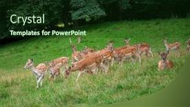  Presentation with grazing - Slide deck with deers-grazing-on-the-grass background and a tawny brown colored foreground