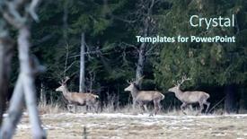  Presentation with winter forest - Cool new PPT layouts with deers-in-cold-winter-forest backdrop and a tawny brown colored foreground