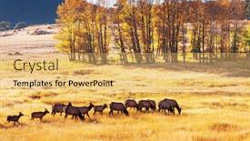  Presentation with rocky mountains - Presentation theme enhanced with colorado wild elk - deers in rocky mountains np background and a yellow colored foreground
