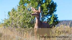  Presentation with meadow - Amazing slide deck having deers-in-the-green-meadow backdrop and a coral colored foreground