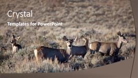  Presentation with area - Cool new presentation theme with deers-in-the-green-meadow backdrop and a gray colored foreground