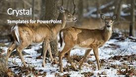  Presentation with whitetail deer - Slide set featuring deers in winter forest background and a tawny brown colored foreground