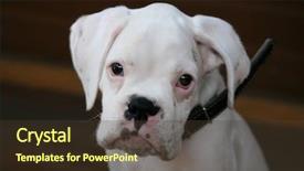  Presentation with boxer - Slide deck featuring defective human - white boxer puppy background and a  colored foreground