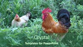  Presentation with green nature - PPT theme with defocus-colorful-rooster-on-green background and a ocean colored foreground