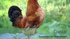  Presentation with green nature - Theme featuring defocus-colorful-rooster-on-green background and a seafoam green colored foreground