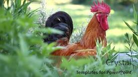  Presentation with green nature - Presentation theme consisting of defocus-colorful-rooster-on-green background and a ocean colored foreground