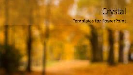  Presentation with yellow leaves of ginkgo biloba - Presentation having defocused blurred autum background - valley background and a gold colored foreground