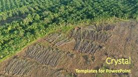  Presentation with oil palm plantation - Cool new slide set with deforestation and palm oil plantations backdrop and a violet colored foreground