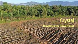  Presentation with oil palm plantation - Presentation theme with deforestation and palm oil plantations background and a  colored foreground