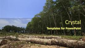  Presentation with palm oil - Cool new theme with deforestation environmental problem rain forest destroyed for oil palm plantations backdrop and a wine colored foreground