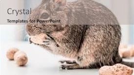  Presentation with peanut - Presentation consisting of degu-squirrel-or-octodon-degus background and a mint green colored foreground