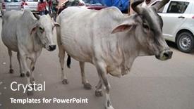  Presentation with vehicles - Slides with delhi-india-july-18-holy background and a gray colored foreground