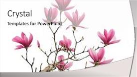  Presentation with magnolia - PPT layouts having delicate - pink magnolia flower spring branch background and a white colored foreground