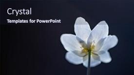  Presentation with fairy - Colorful slide set enhanced with delicate-and-fragile-wildflower-wood backdrop and a wine colored foreground